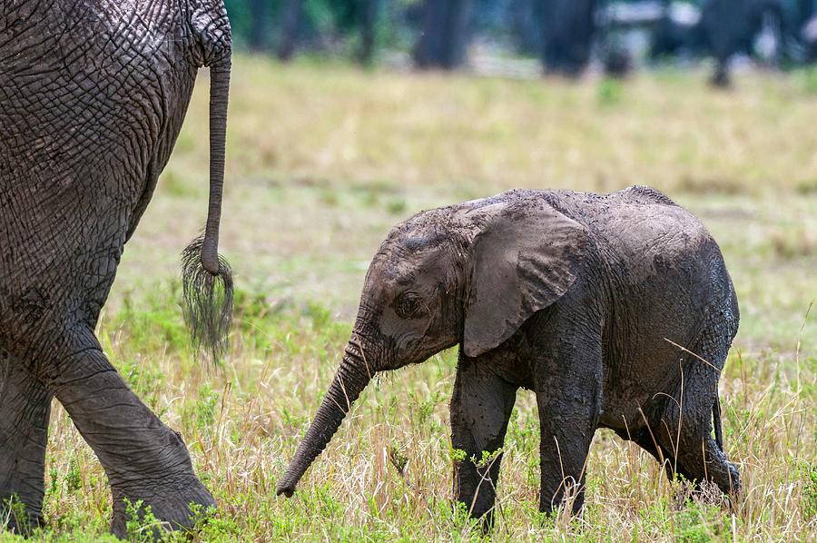 African Elephant In Kenya #1 Digital Art by Jacana Stock