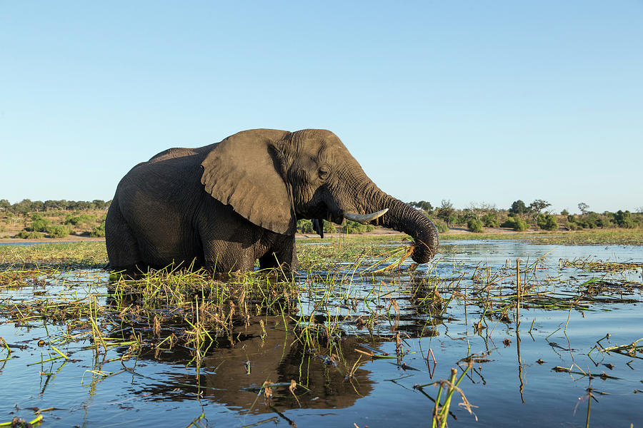 African Elephant In River, Botswana #1 Photograph by Paul Souders