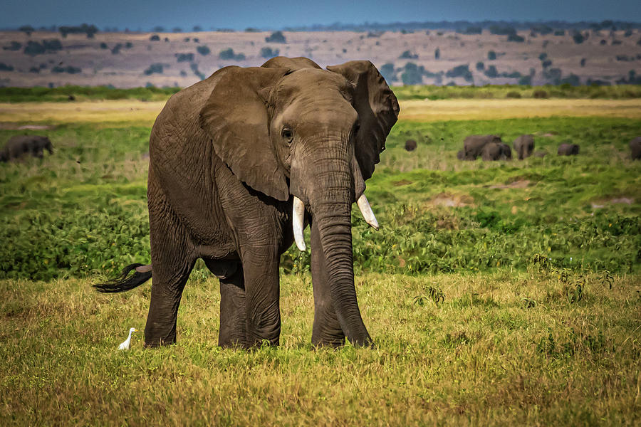 African Elephant Photograph by Jon Berghoff - Fine Art America