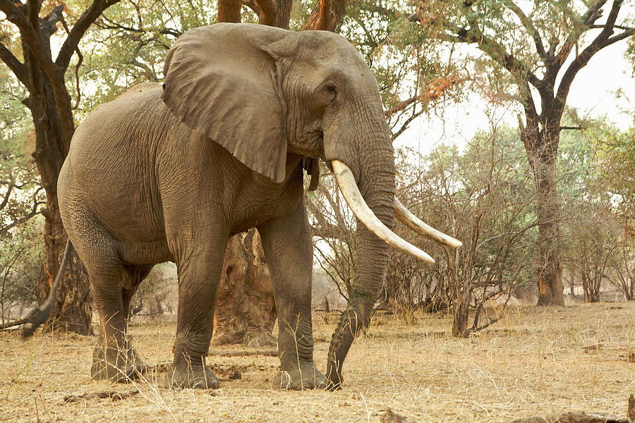Wildlife Digital Art - African Elephant - Loxodonta Africana - Mature Bull #1 by David Fettes