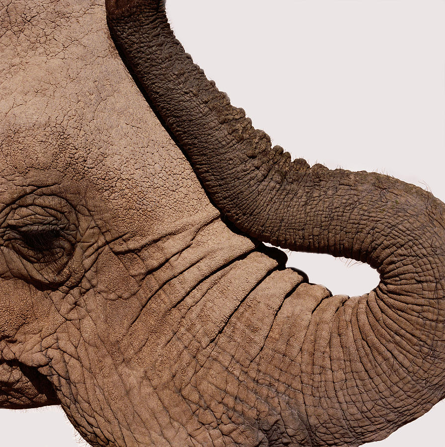 African Elephant Loxodonta Africana #1 Photograph by Ryan Mcvay