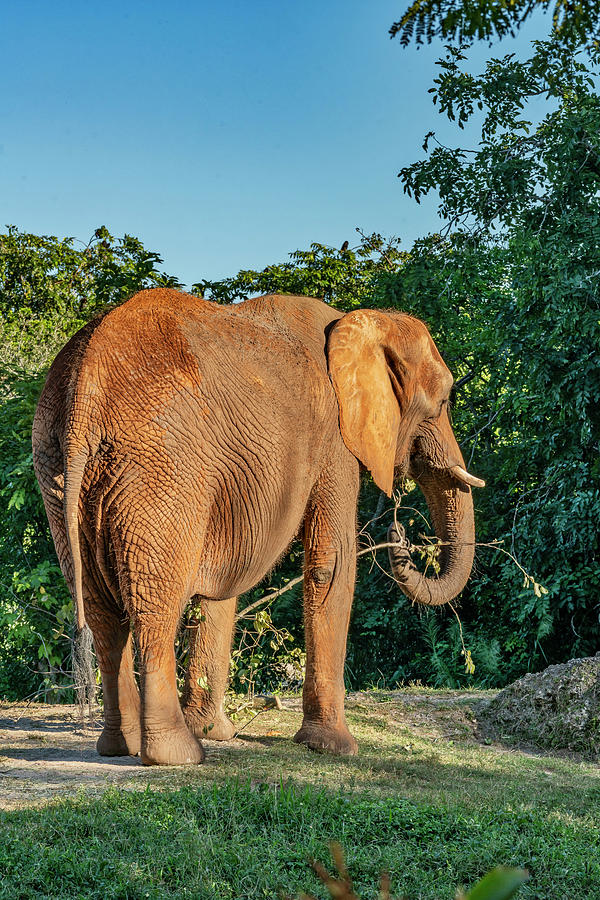African Elephant, Miami Zoo, Fl #1 Digital Art by Laura Zeid