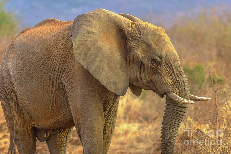 African Elephant South Africa #1 Photograph by Benny Marty