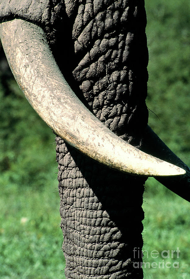 African Elephant Tusk Photograph by Peter Chadwick/science Photo ...