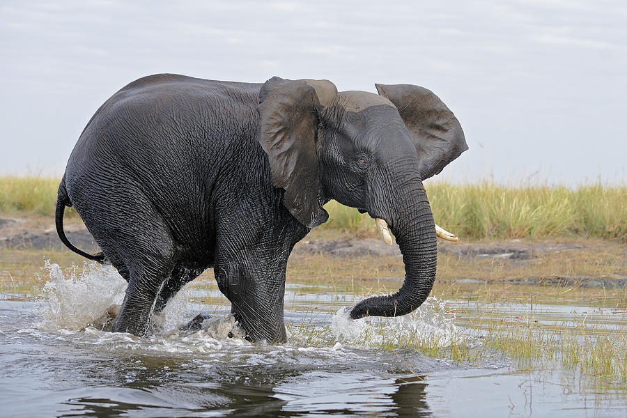 African Elephant #1 Photograph by Winfried Wisniewski