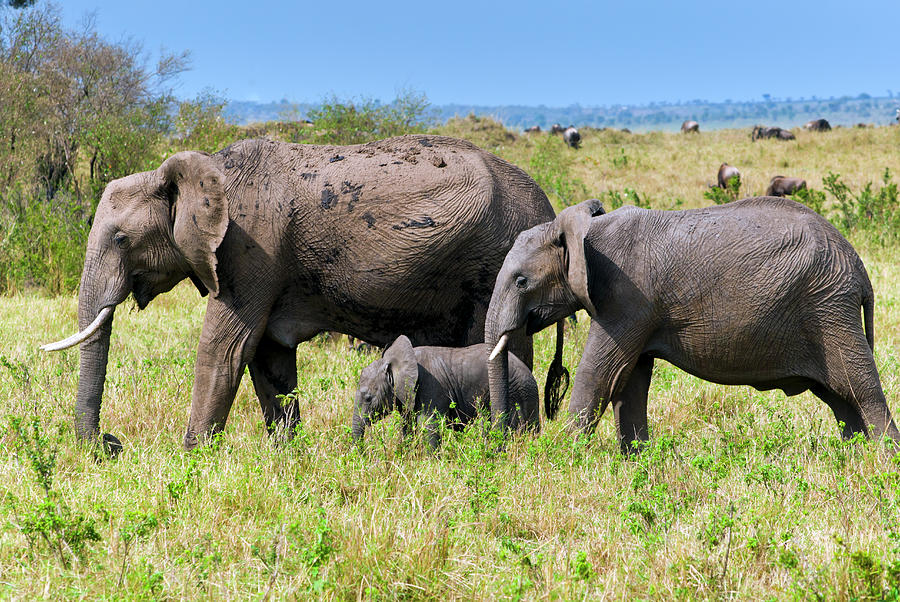 African Elephants,  Masai Mara , Kenya Photograph by Nico Tondini
