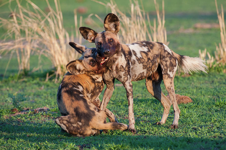 African Hunting Dogs Or Painted Hunting #1 Photograph by Nick Garbutt ...