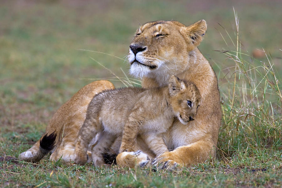 African Lion Panthera Leo Female Photograph by Nhpa - Fine Art America