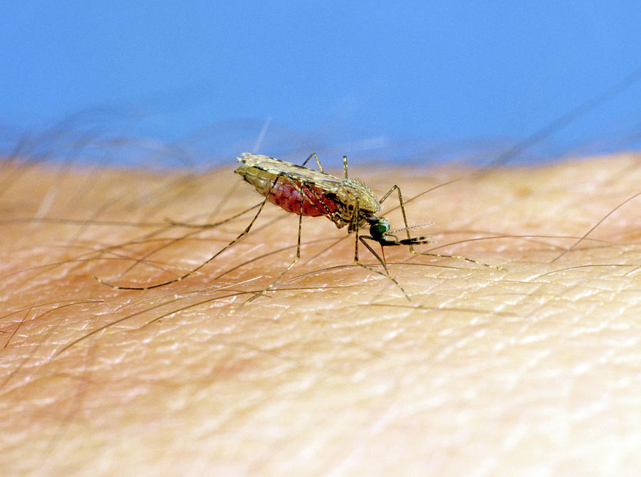 African Malaria Vector Mosquito #1 Photograph by Nigel Cattlin