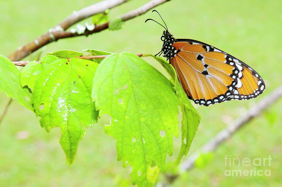 Butterfly Photograph - African Monarch Butterfly #1 by Peter Chadwick/science Photo Library