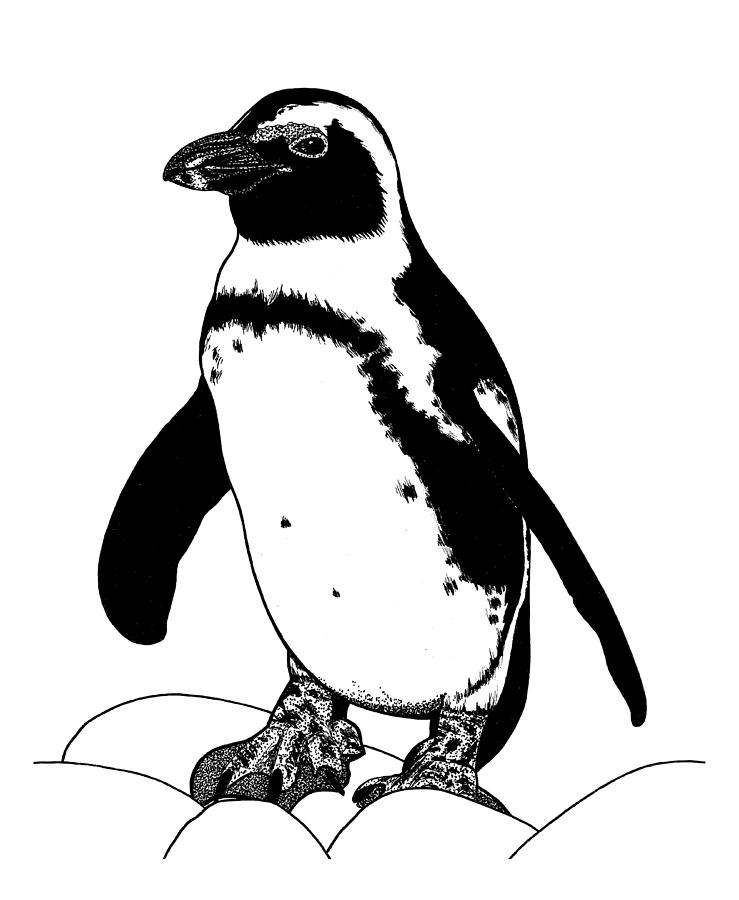 Penguin Drawing - African penguin - ink illustration #2 by Loren Dowding