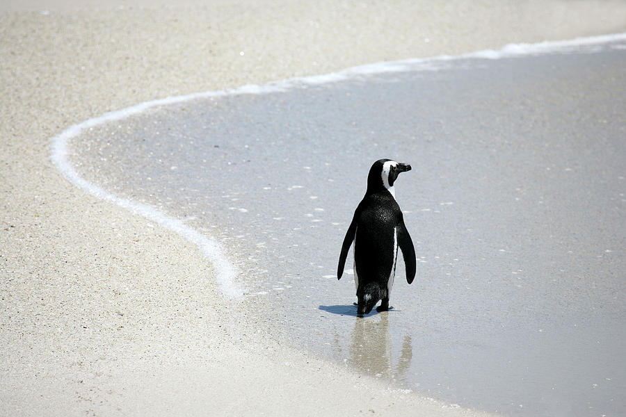 African Penguin On Beach #1 Photograph by Rich Thompson