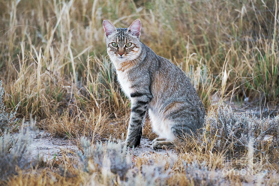 African Wild Cat #1 Photograph by Dr P. Marazzi/science Photo Library
