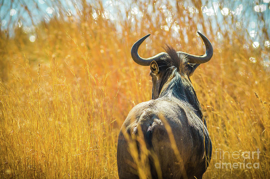 African wildebeest gnu #1 Photograph by Benny Marty