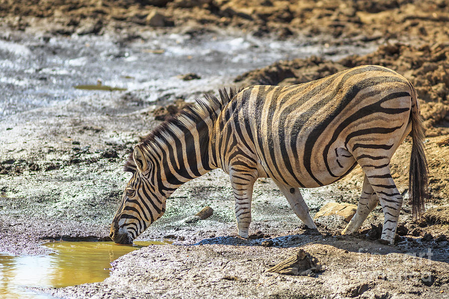 African zebra drinking #1 Photograph by Benny Marty