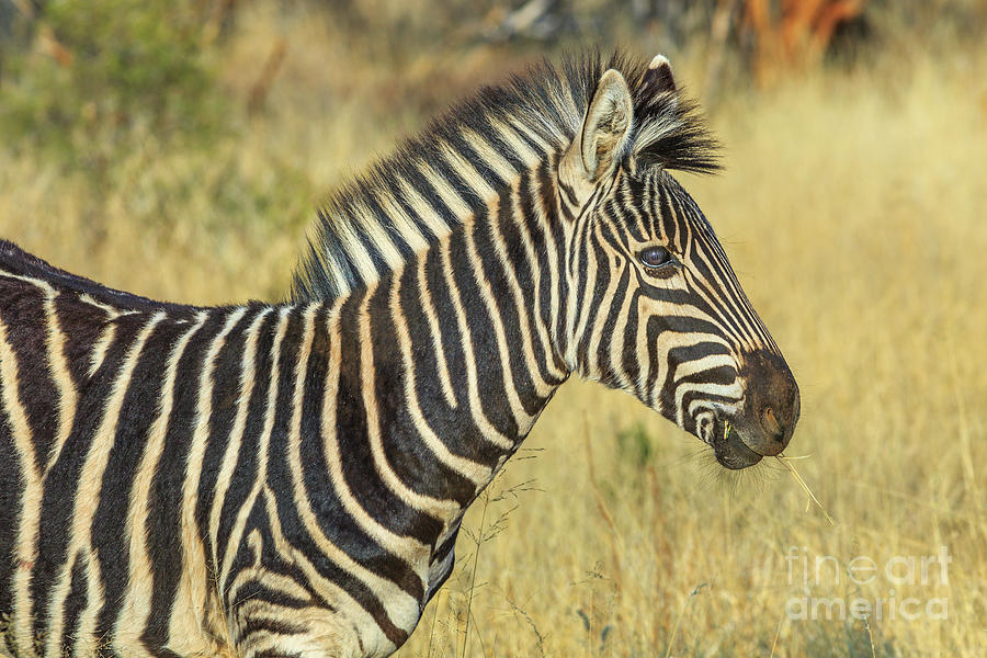 African Zebra in Kalahari #1 Photograph by Benny Marty