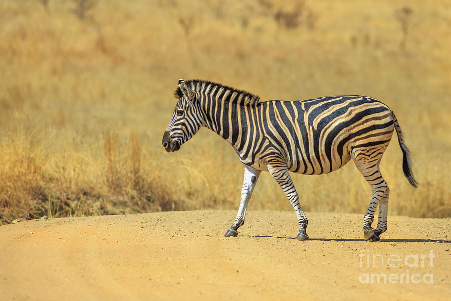 African Zebra walking #1 Photograph by Benny Marty