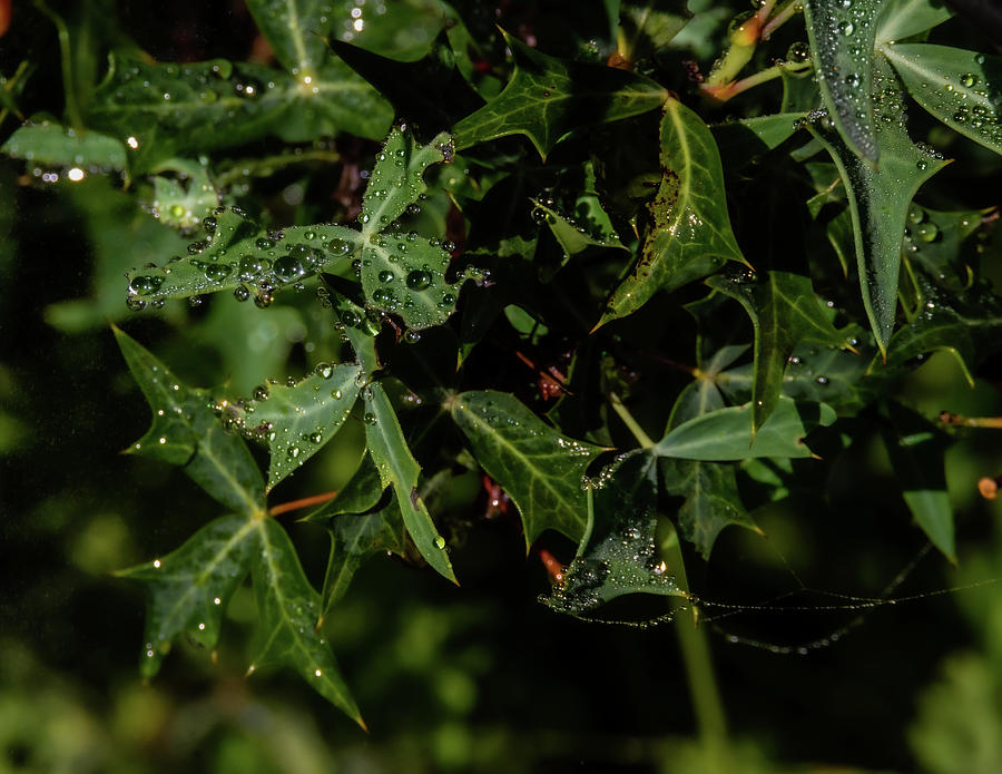 Droplets After the Rain Photograph by Debra Martz