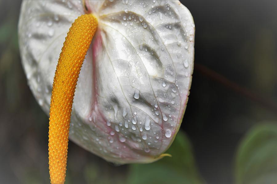 Anthurium After the Rain Photograph by Heidi Fickinger