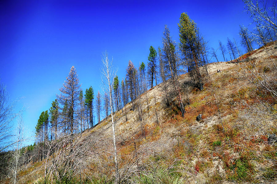 Aftermath of forest fire with pines #1 Photograph by Steve Estvanik