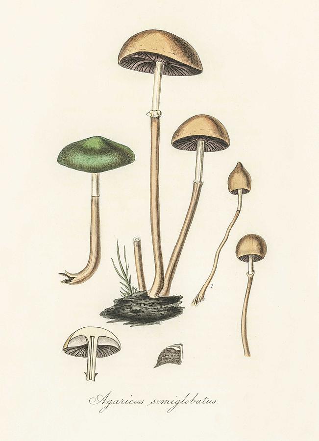 Agaricus Semiglobatus Illustration From Medical Botany  1836  By John Stephenson And James Morss Chu Painting