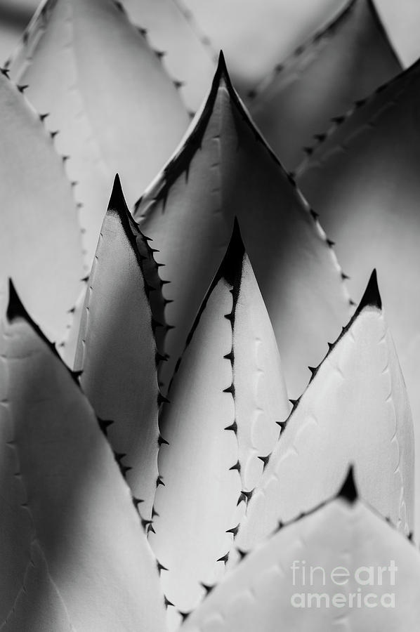 Agave Cactus Abstract Close-up #1 Photograph by Jim Corwin