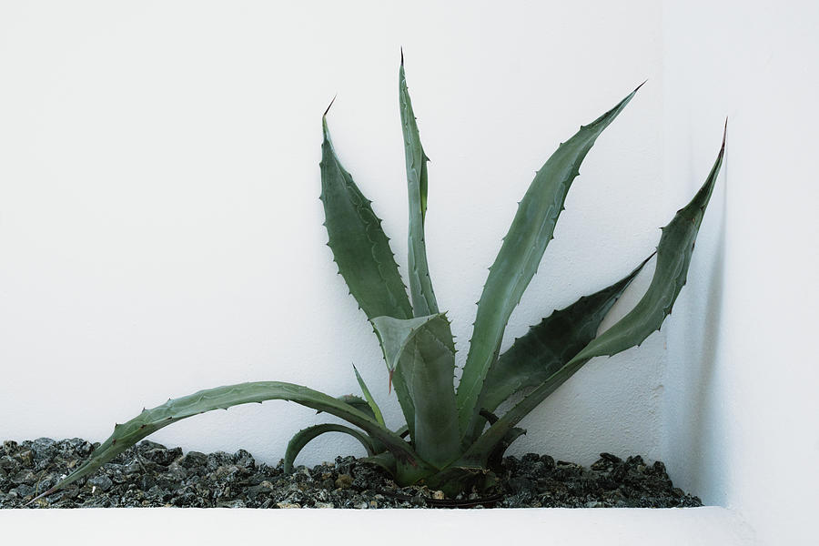 Agave on White Wall Photograph by Rebekah Zivicki