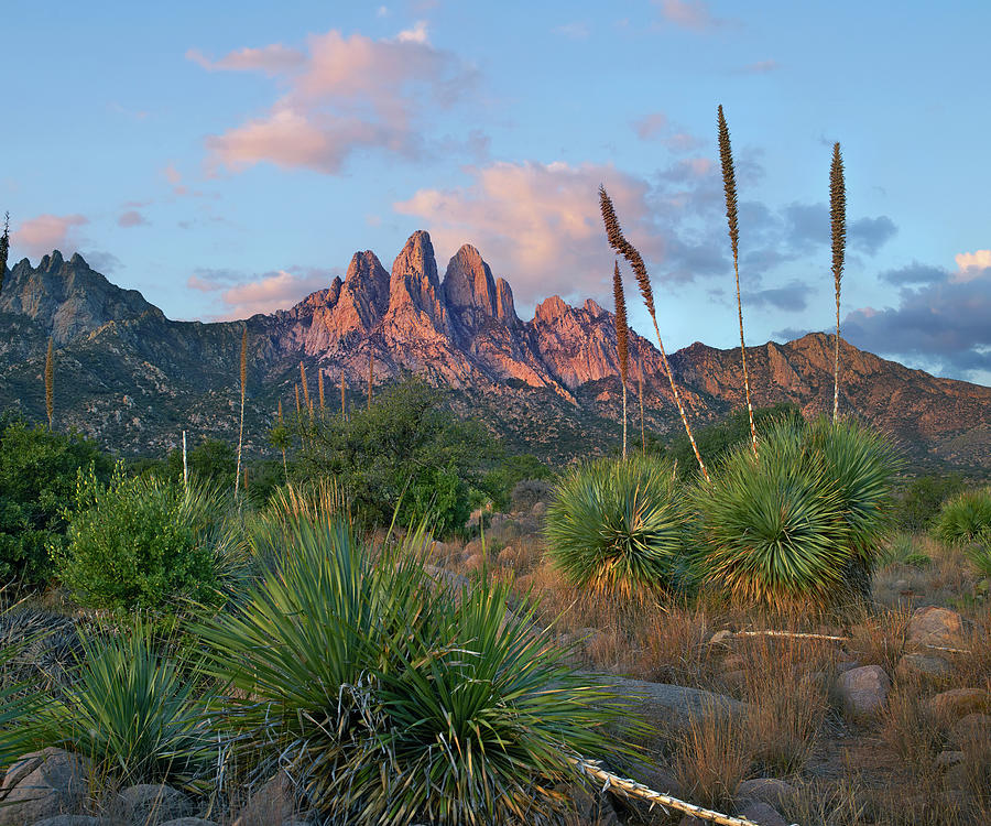 Agave, Organ Mts, Aguirre Spring Nra, New Mexico Photograph by Tim Fitzharris