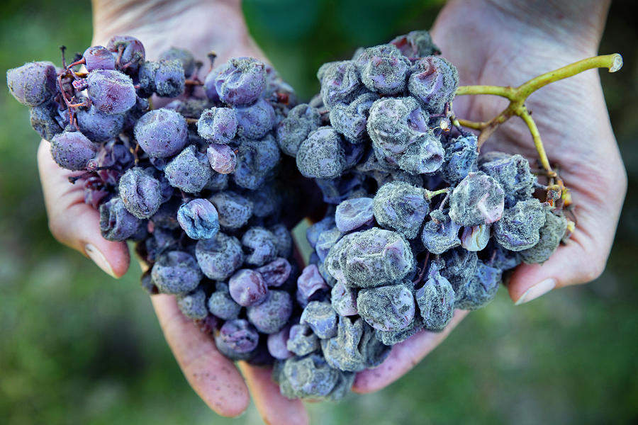 Aged Semillon Grapes #1 Digital Art by Massimo Ripani