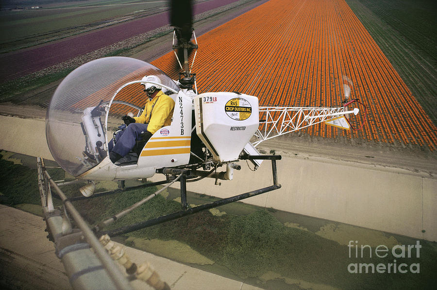 Agricultural Helicopter Spraying A Flower Crop #1 Photograph by Peter Menzel/science Photo Library