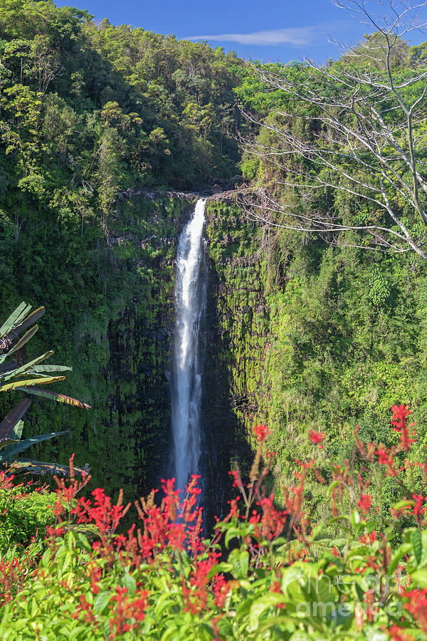 Akaka Falls Photograph by Jim West/science Photo Library - Fine Art America