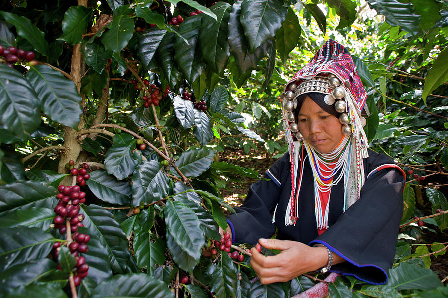 Akha Coffee Harvest #1 Photograph by Oneclearvision