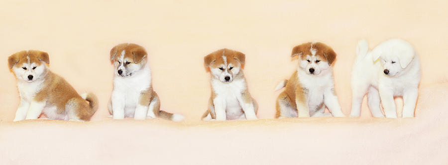 Animal Digital Art - Akita Inu Puppies, Italy #1 by Anne Maenurm