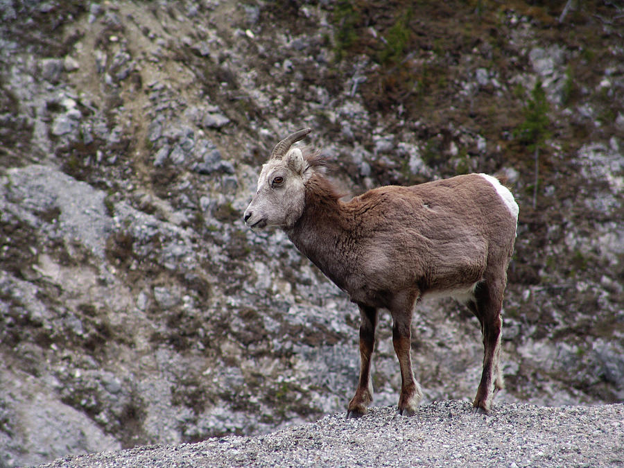 Alaska Highway Stone Sheep Photograph by Robert Braley