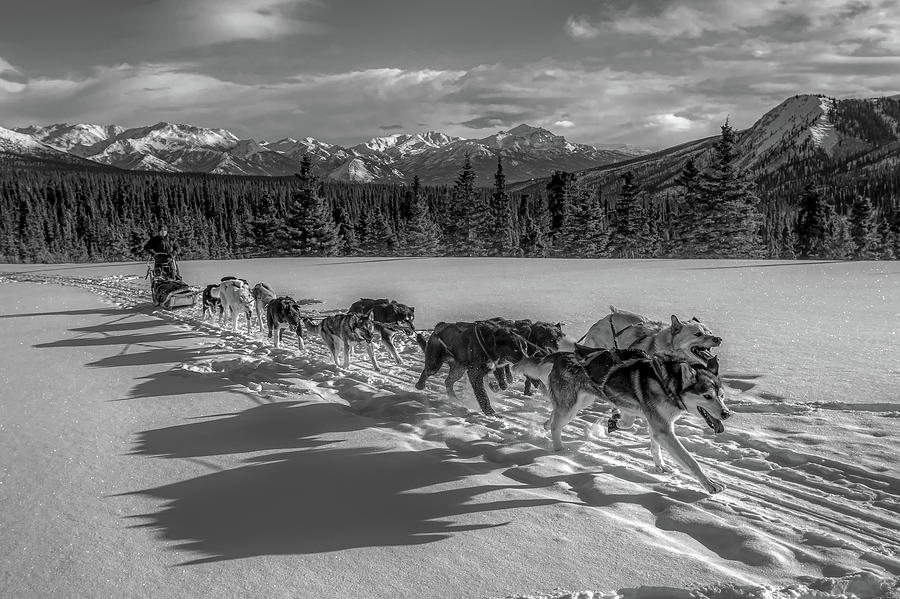 Mountain Photograph - Alaskan Dog Team #1 by Mountain Dreams