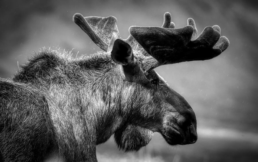 Alaskan Moose #1 Photograph by Mountain Dreams