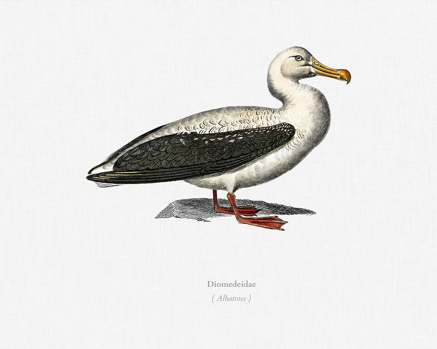 Duck Painting - Albatross  Diomedeidae  illustrated by Charles Dessalines D Orbigny  1806-1876  2 #1 by Celestial Images