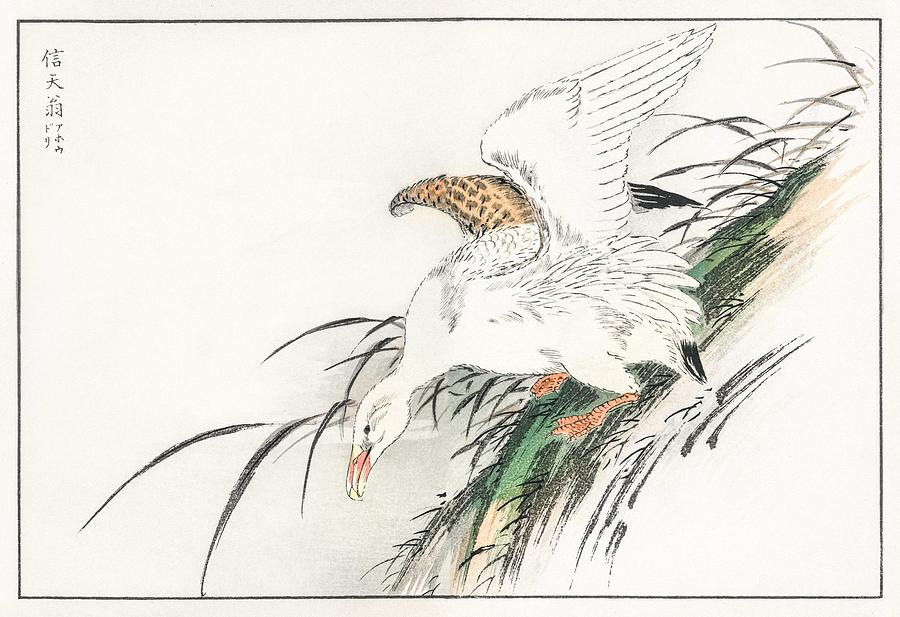 Albatross Illustration From Pictorial Monograph Of Birds  1885  By Numata Kashu  1838-1901 Painting