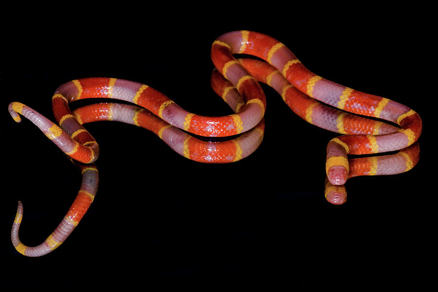 Albino Texas Coral Snake Micrurus Tener #1 Photograph by Dante Fenolio