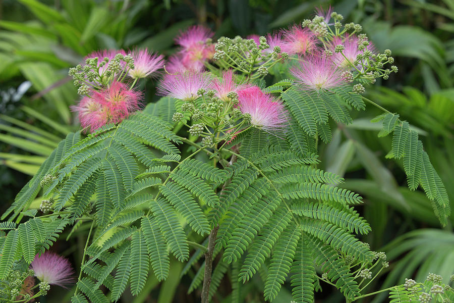 Albizia Julibrissin, With Pink Brush Flowers Photograph by Karlheinz ...