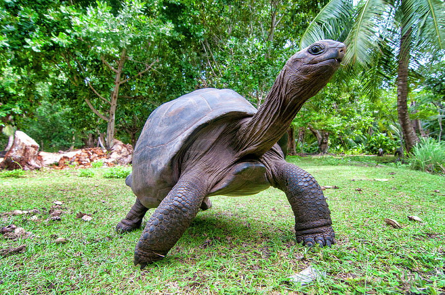 Aldabra giant tortoise #1 Photograph by Fabrizio Troiani
