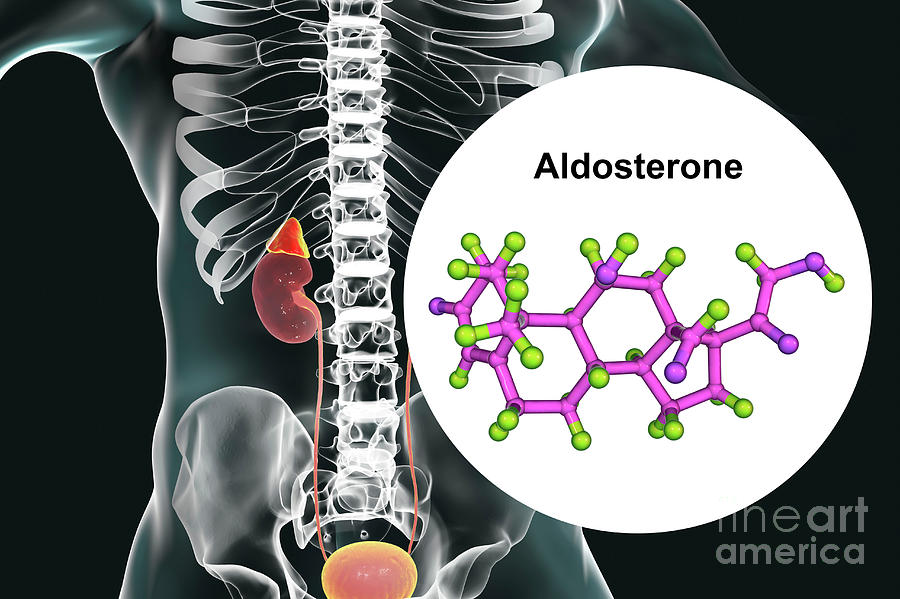 aldosterone adrenal cortex