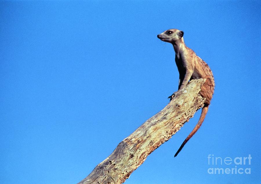 Kalahari Gemsbok National Park Photograph - Alert Meerkat #1 by Peter Chadwick/science Photo Library