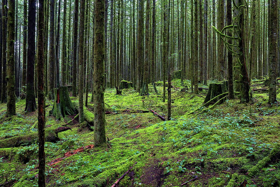 All covered with green moss magic forest  Photograph by Alex Lyubar