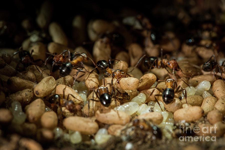 Wildlife Photograph - Allegheny Mound Ant Colony #1 by Paul Williams/science Photo Library
