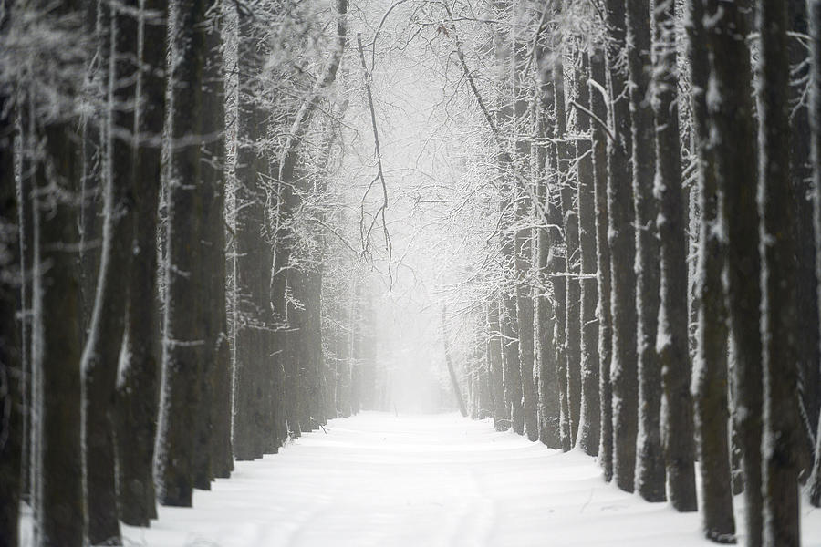 Alley Photograph By Dmitry Doronin - Fine Art America