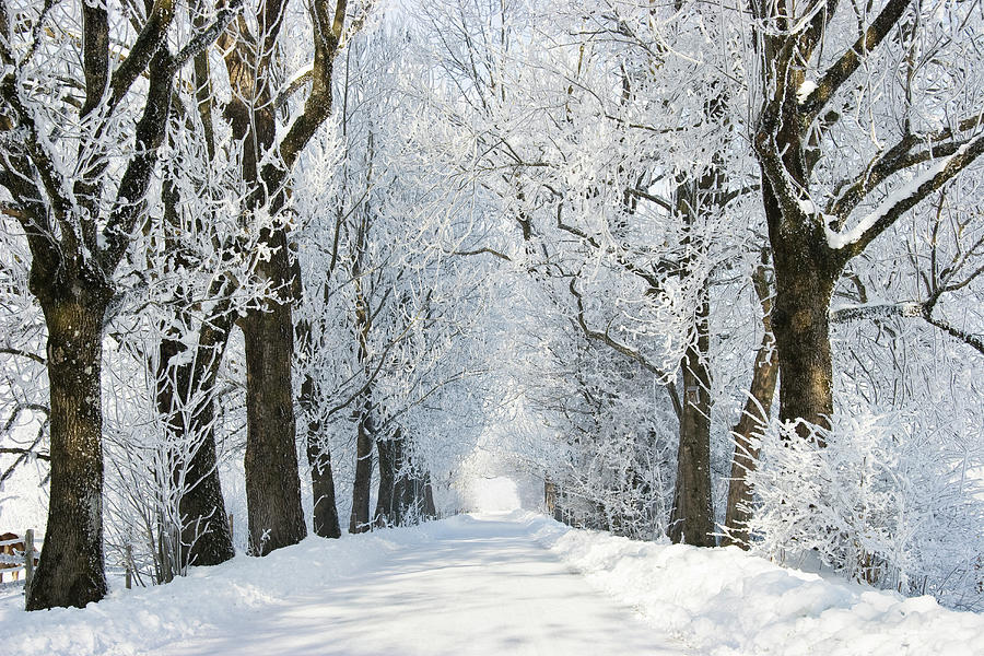 Alley In Snow, Winterscenery Near Benediktbeuern, Upper Bavaria ...