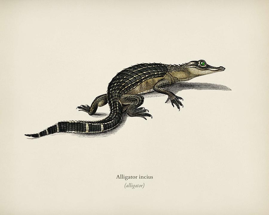 Alligator  Alligator Incius Illustrated By Charles Dessalines D Orbigny  1806 1876 Painting