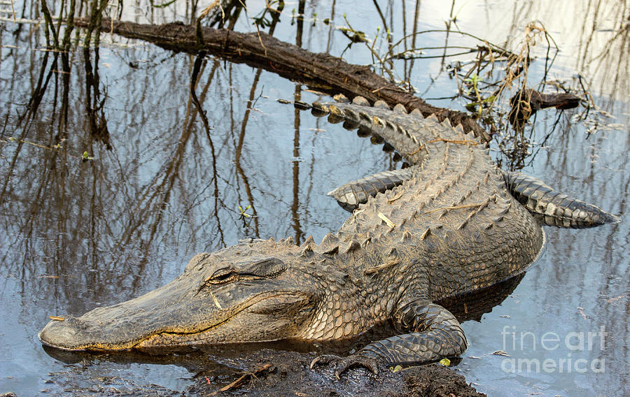 Alligator Photograph by Jeannette Hunt