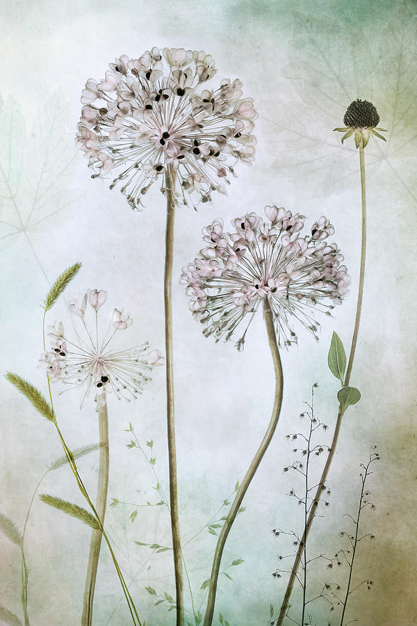 Allium #1 Photograph by Mandy Disher